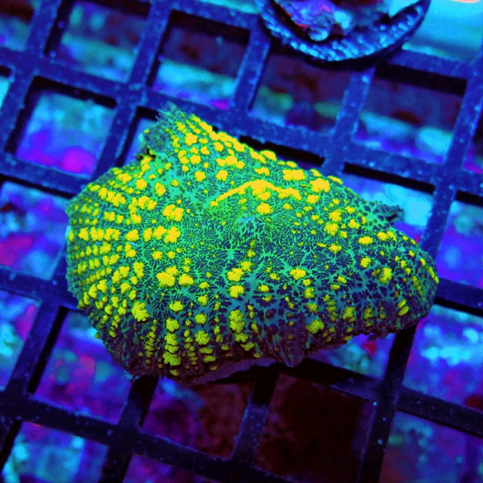 Rhodactis Green Yellow Bubbles