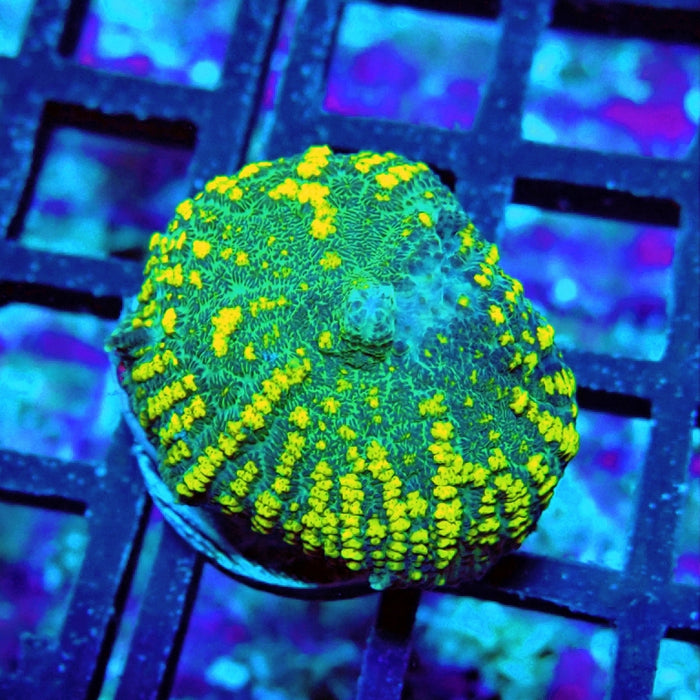 Rhodactis Green Yellow Bubbles