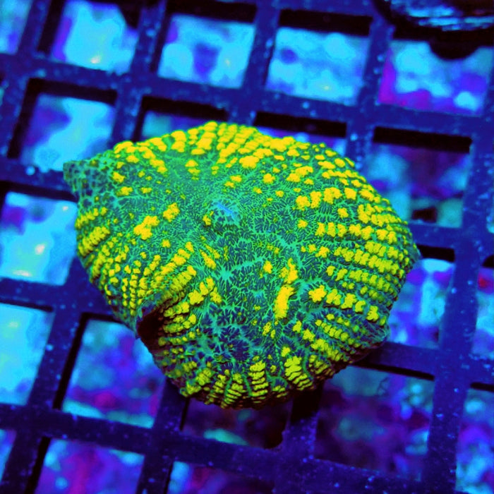 Rhodactis Green Yellow Bubbles