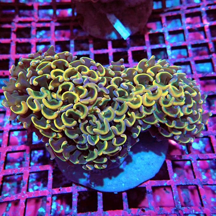 Euphyllia Gold Rainbow Wall Hammer