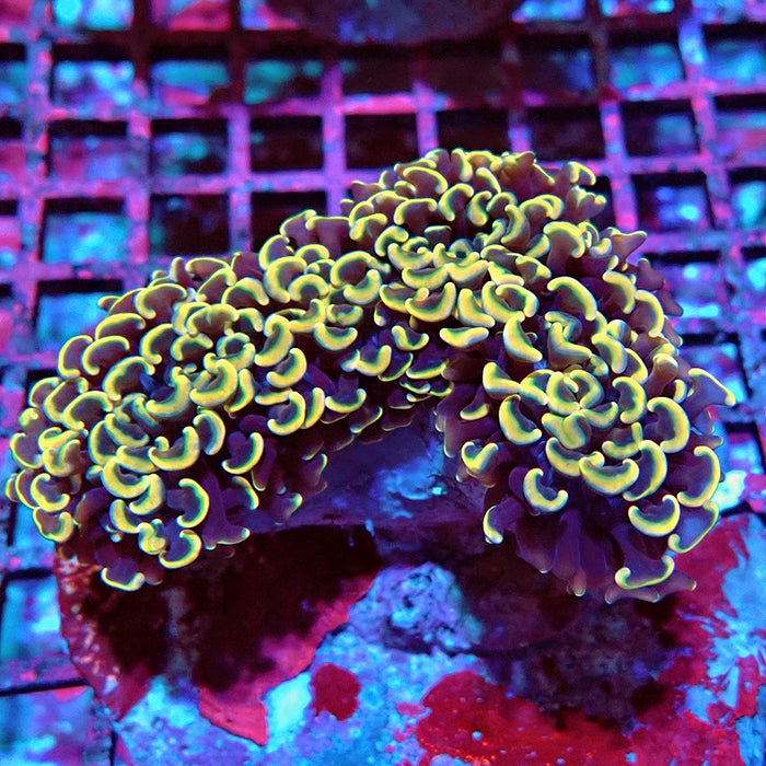 Euphyllia Gold Rainbow Wall Hammer