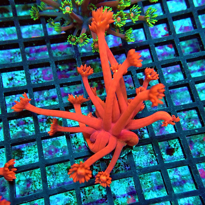 Goniopora Ultra Red XXL Polyp Premium