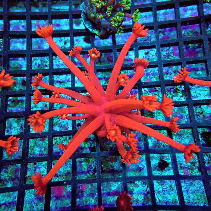 Goniopora Ultra Red XXL Polyp Premium