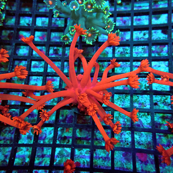 Goniopora Ultra Red XXL Polyp Premium