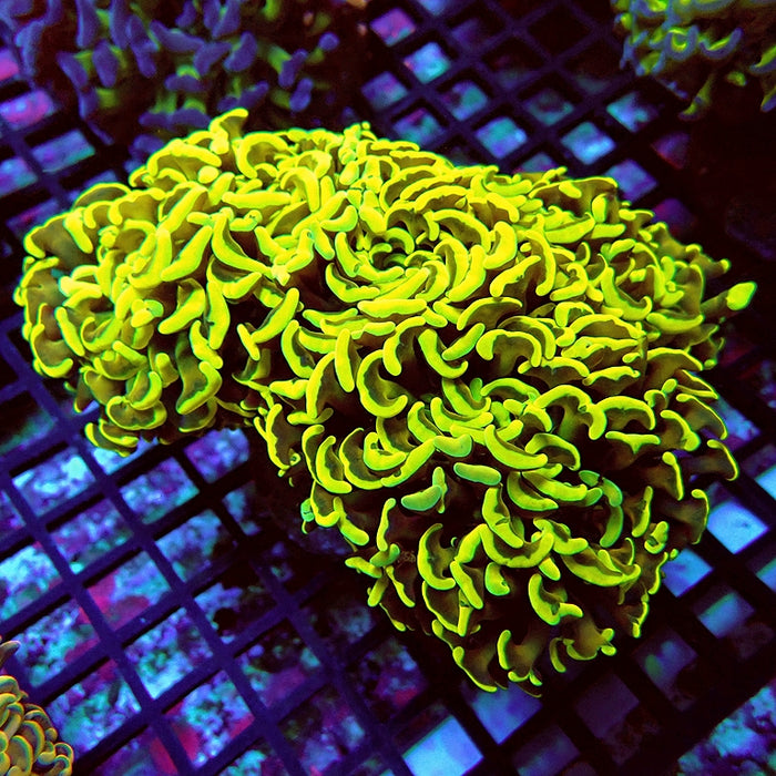 Euphyllia Wall Hammer