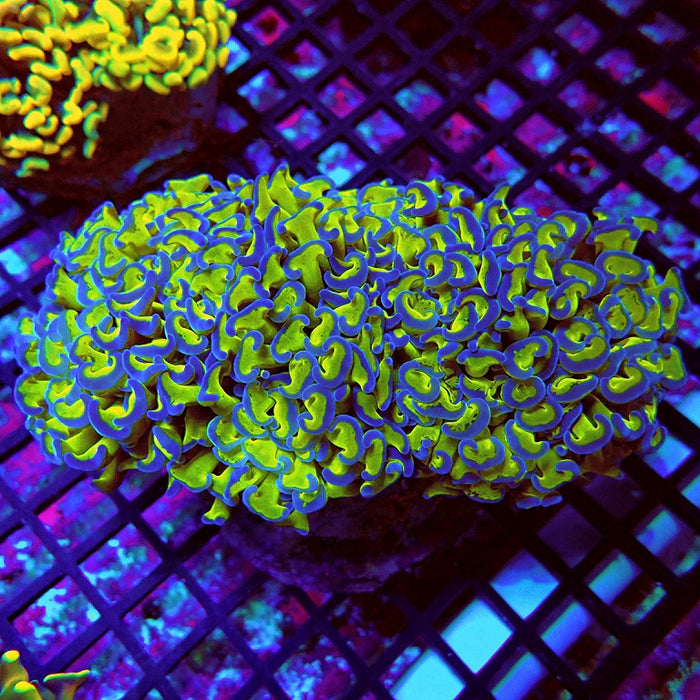 Euphyllia Wall Hammer