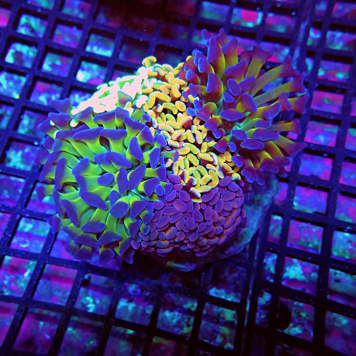 Euphyllia Super Mix Branch Hammer