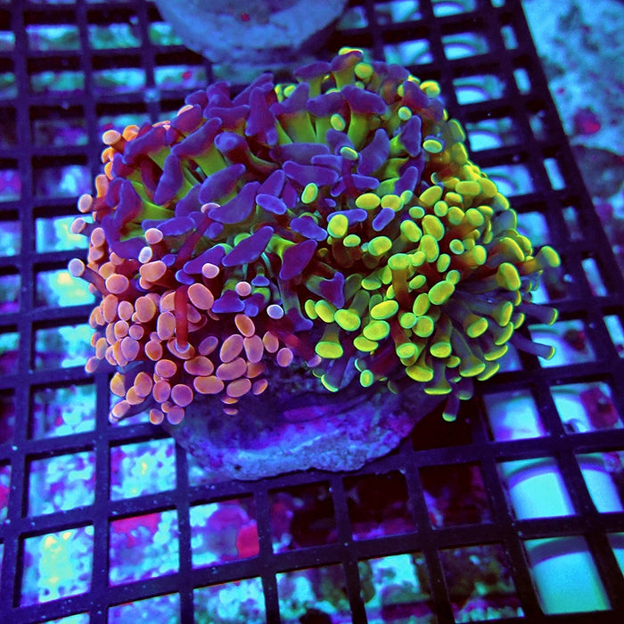 Euphyllia Super Mix Branch Hammer