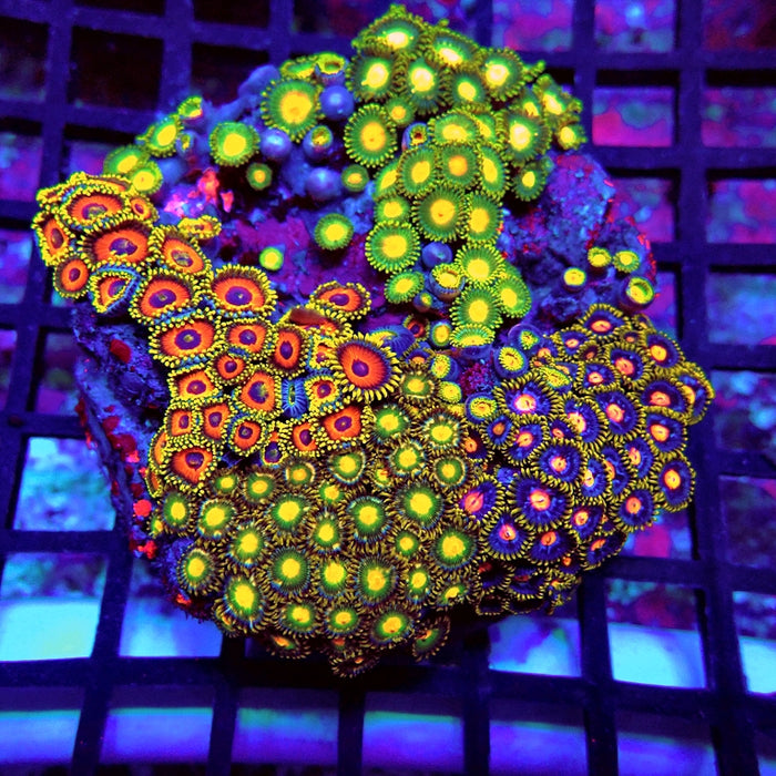 Ultra Zoas Colony Mix