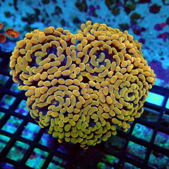 Euphyllia Orange Branch Hammer