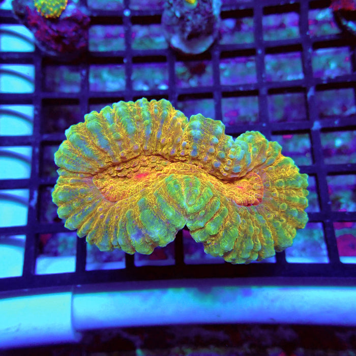 Lobophyllia Coral Premium