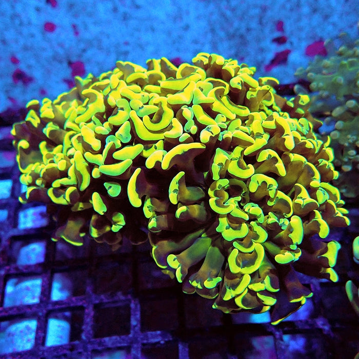 Euphyllia Wall Hammer