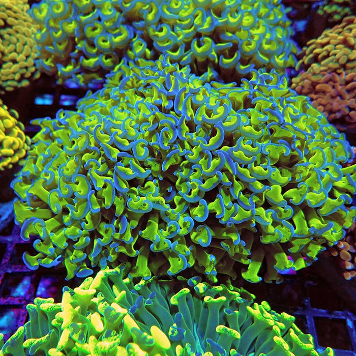 Euphyllia Wall Hammer