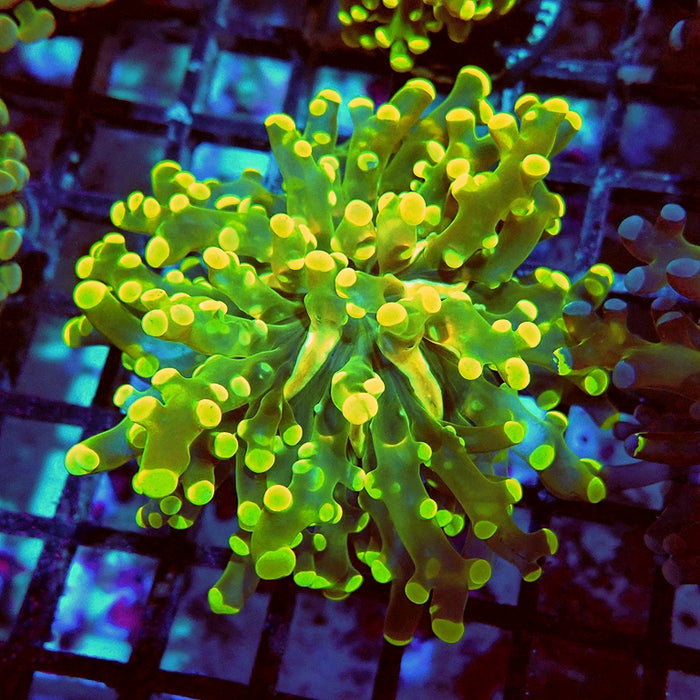 Euphyllia Grafted Super Contrast Frogspawn Branch