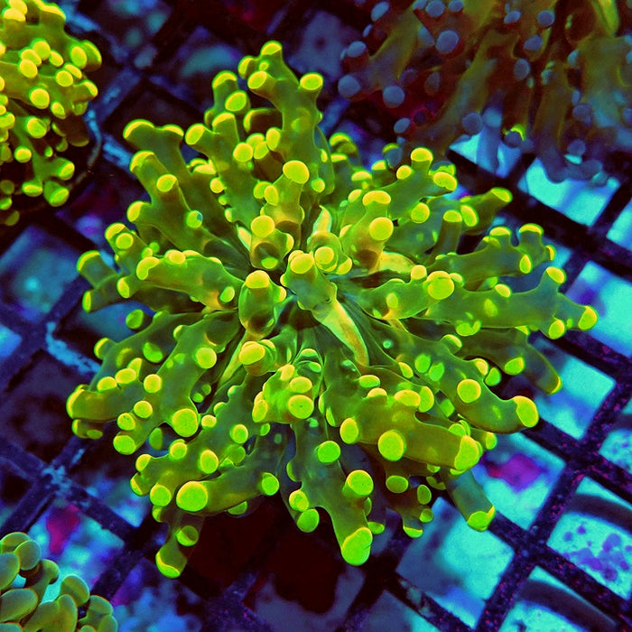 Euphyllia Grafted Super Contrast Frogspawn Branch