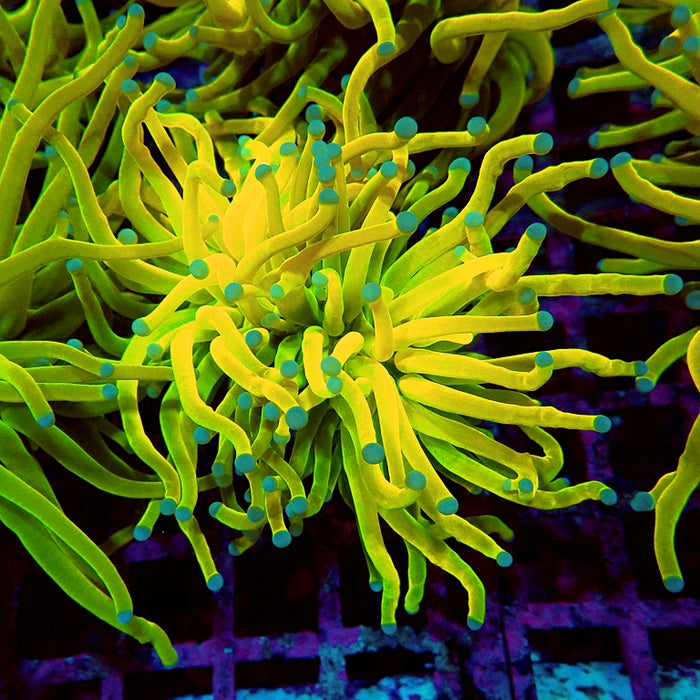 Euphyllia Holy Grail Torch Premium (Will Color Up More)