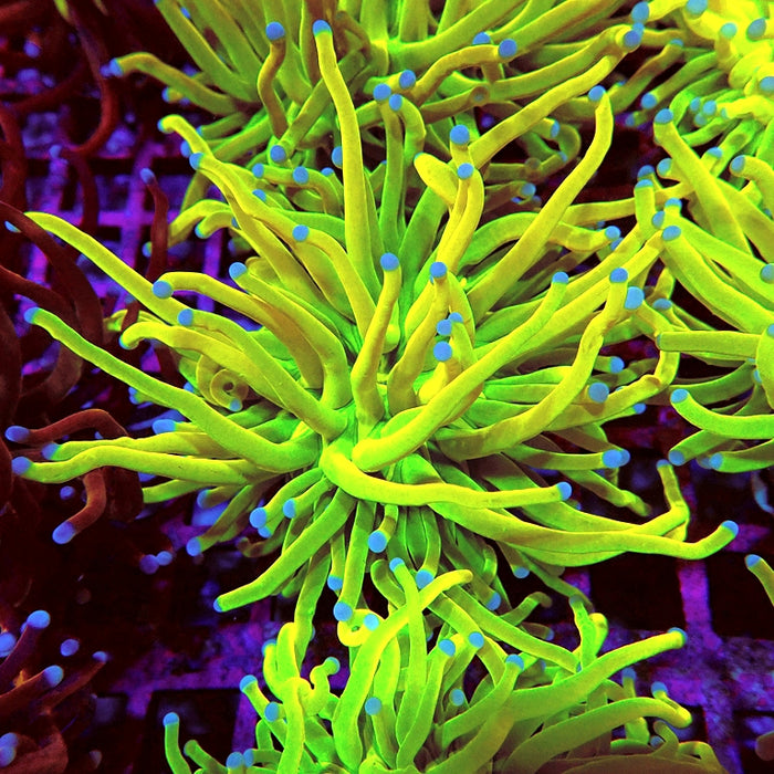 Euphyllia Holy Grail Torch Premium (Will Color Up More)