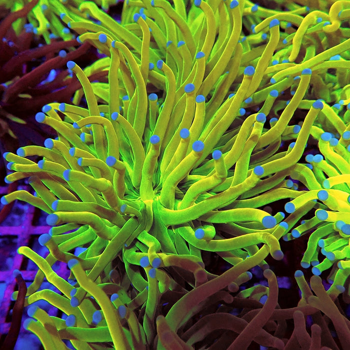 Euphyllia Holy Grail Torch Premium (Will Color Up More)