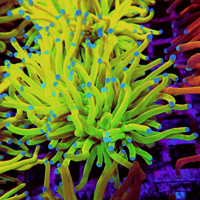 Euphyllia Holy Grail Torch Premium (Will Color Up More)