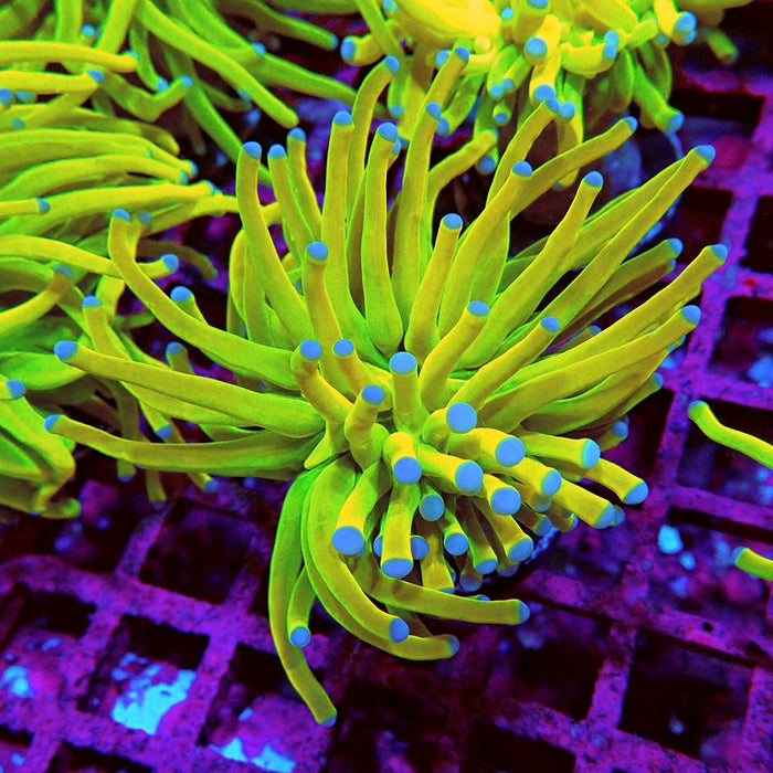 Euphyllia Holy Grail Torch Premium (Will Color Up More)