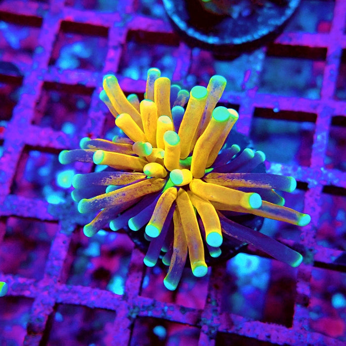 Euphyllia Tiger Torch Reverse Premium