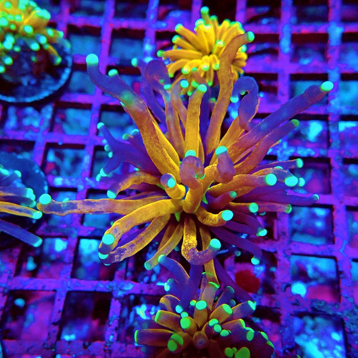 Euphyllia Tiger Torch Reverse Premium