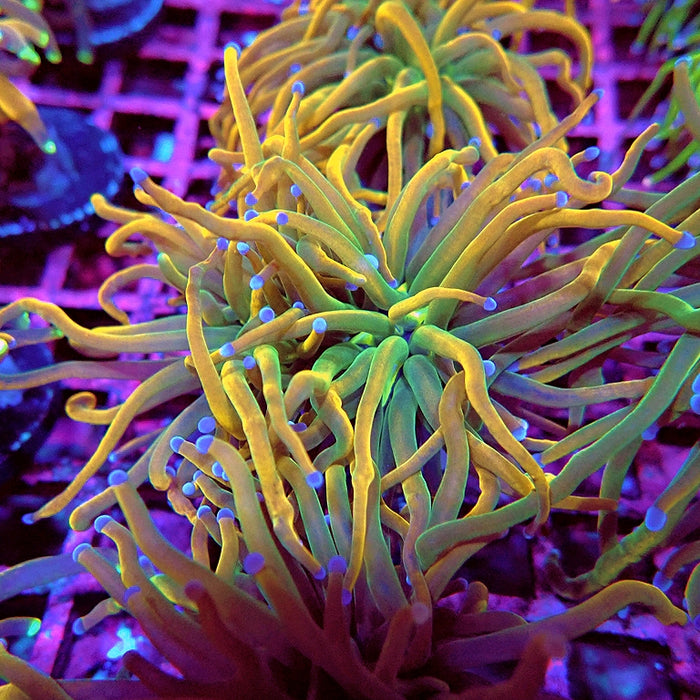 Euphyllia Holy Grail Reverse