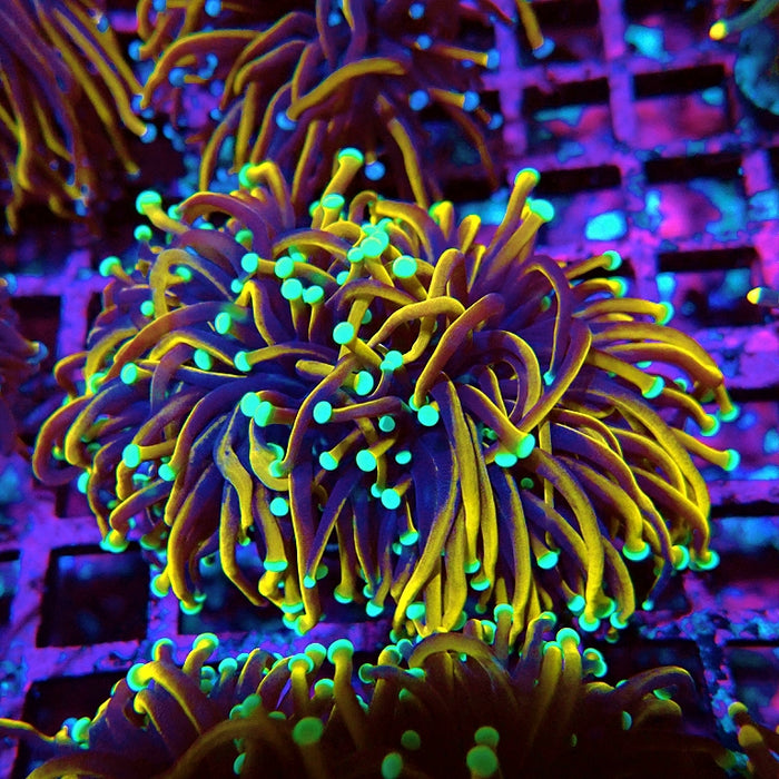 Euphyllia Hellfire Bright