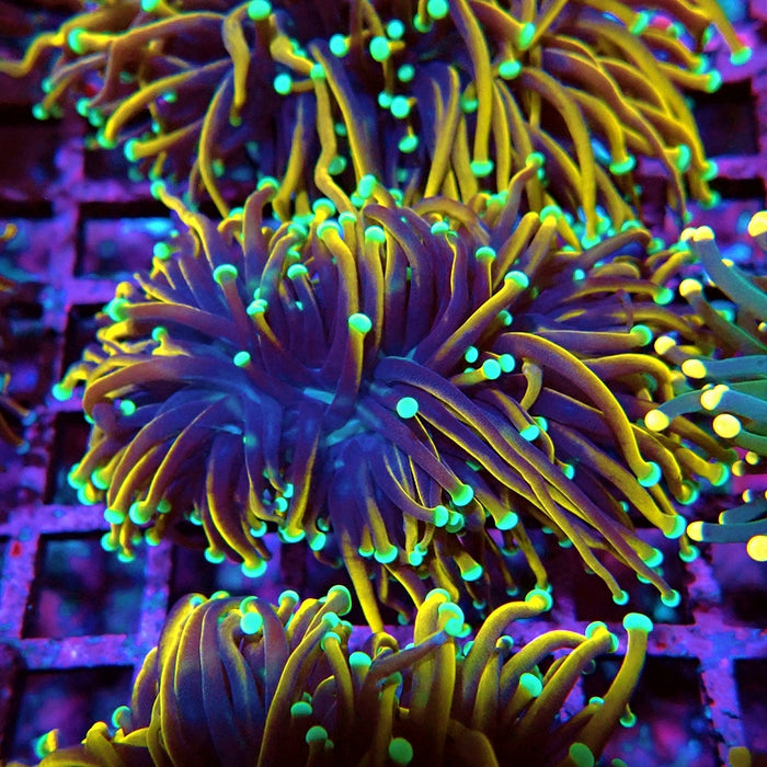 Euphyllia Hellfire Bright