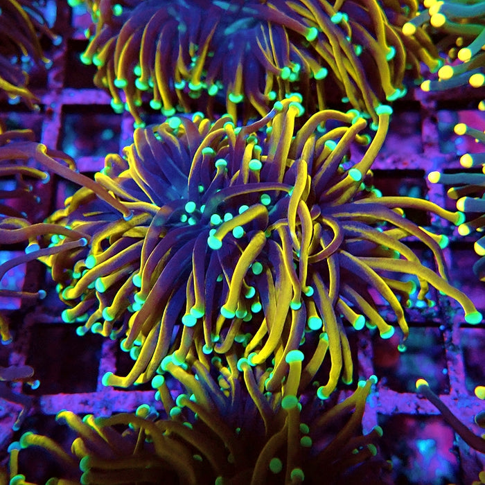 Euphyllia Hellfire Bright