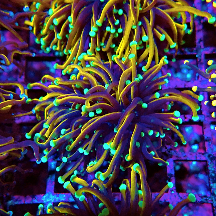 Euphyllia Hellfire Bright