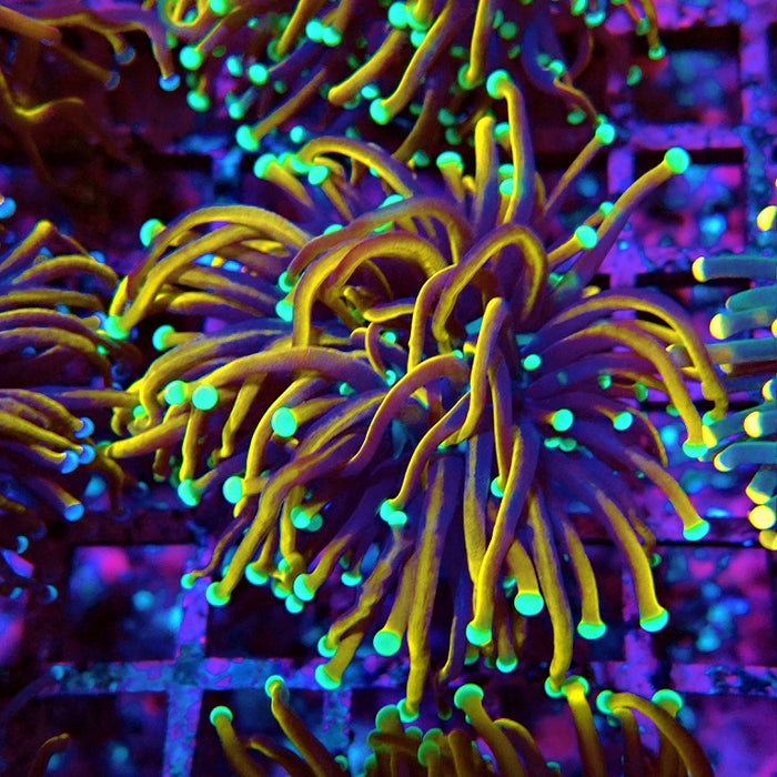 Euphyllia Hellfire Bright