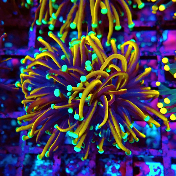 Euphyllia Hellfire Bright