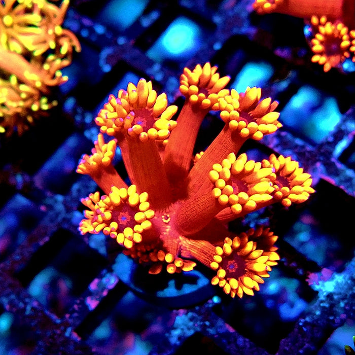 Goniopora Crazy Bright Contrast Premium