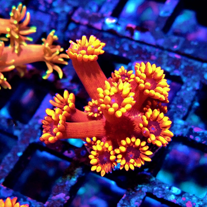 Goniopora Crazy Bright Contrast Premium