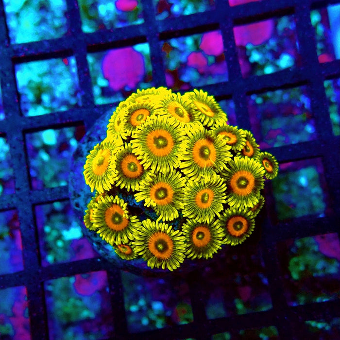 Super Sunflower Zoas