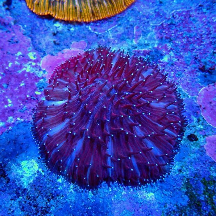 Plate Coral Fungia