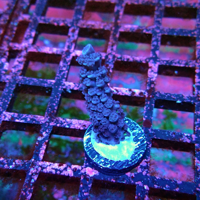 Acro Frag Black Aquaculture