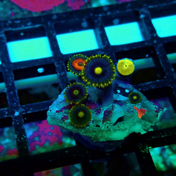 Ultra Zoas Frag
