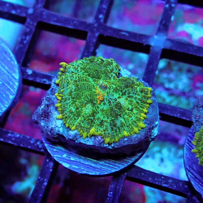 Bubble Orange Mouth Mushroom