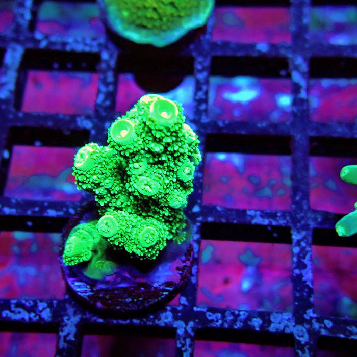 Green Florida Acro