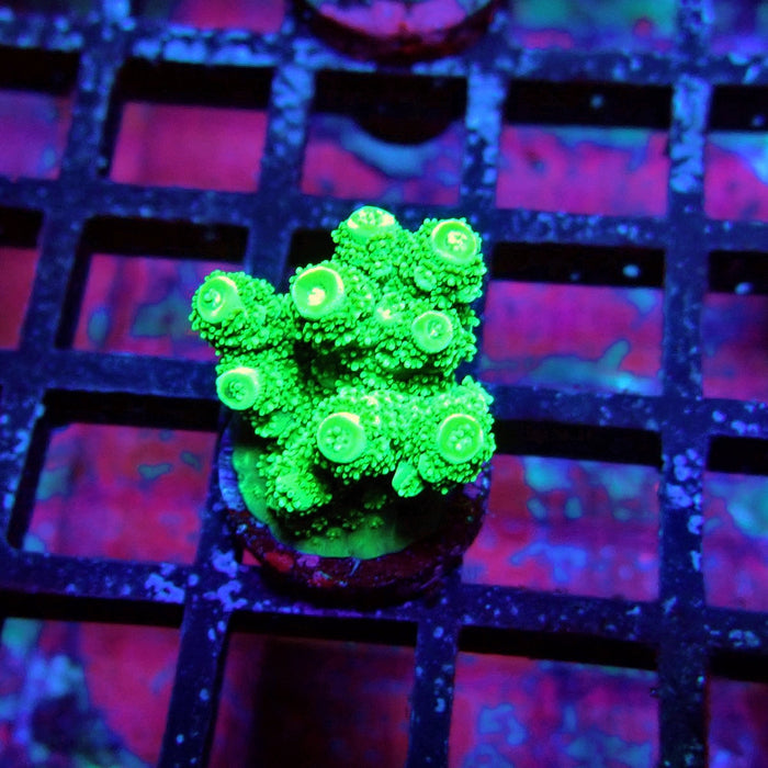 Green Florida Acro