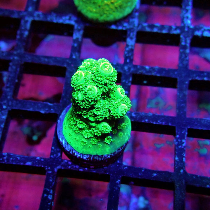Green Florida Acro
