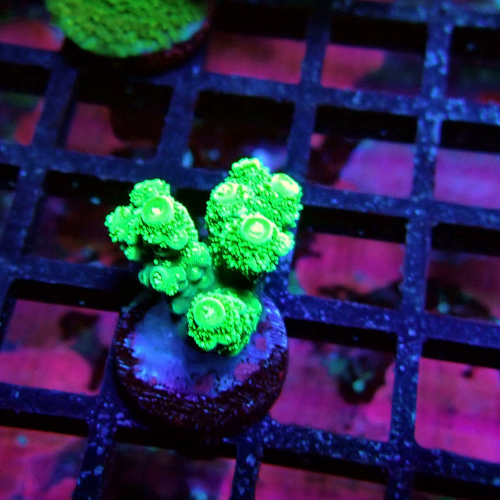 Green Florida Acro