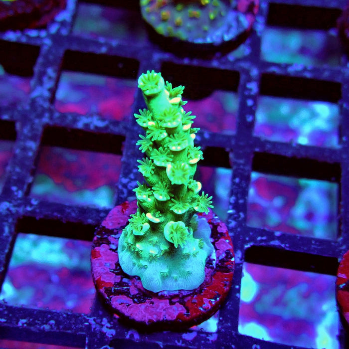Green Tenuis Acro