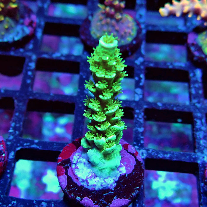 Green Tenuis Acro