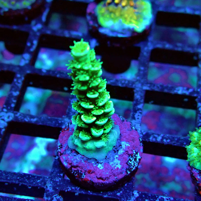 Green Tenuis Acro