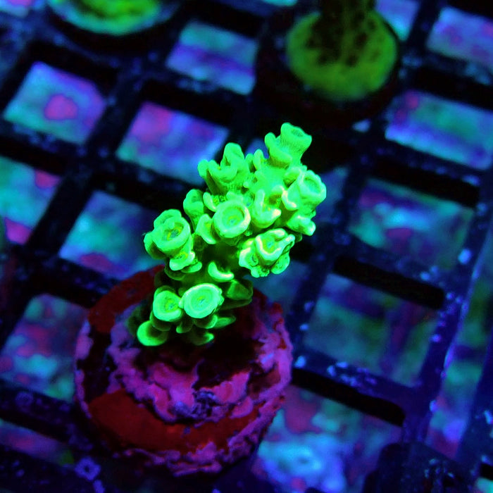 Green Tenuis Acro