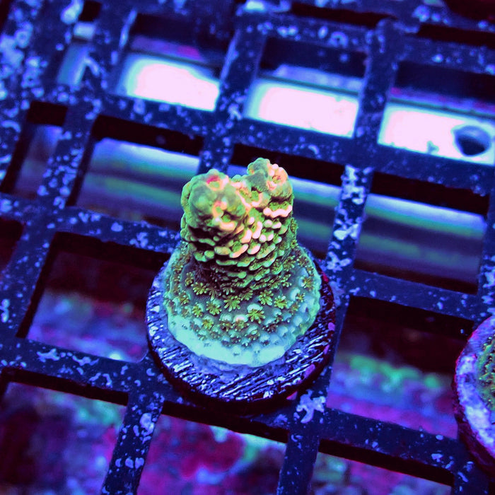 Millepora Acro
