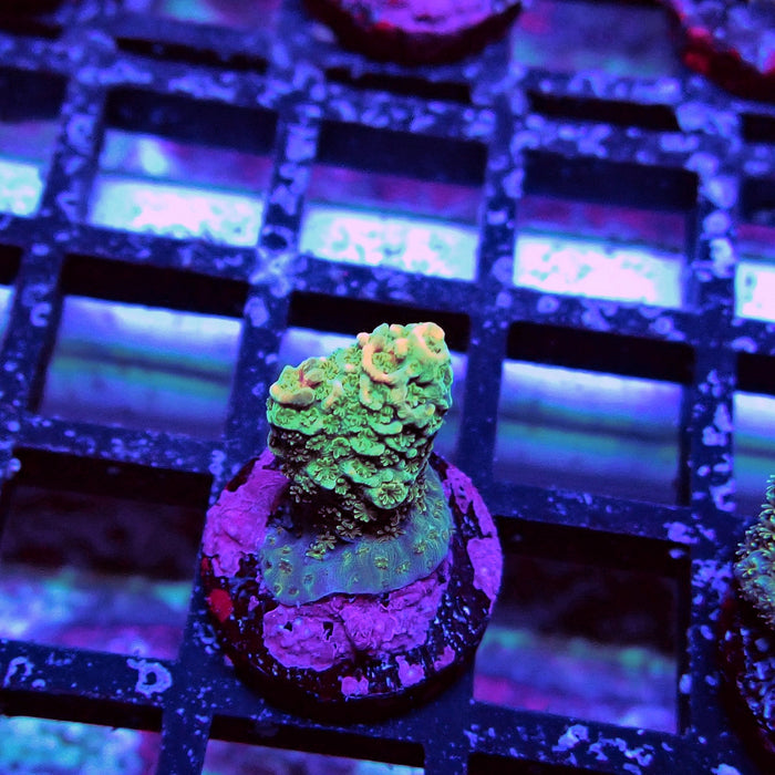 Millepora Acro